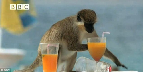 哲東酒吧設計趣聞：小猴嗜酒常偷飲游人美酒