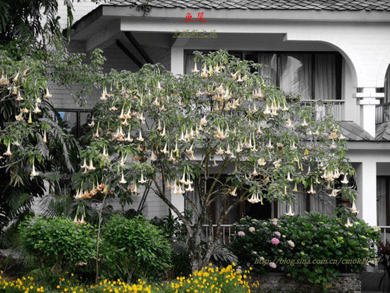 花間魅影 費瓦湖畔最美“魚尾”酒店設計欣賞